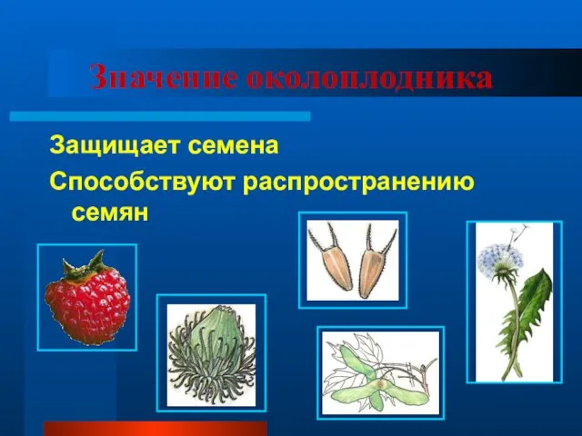 Значение околоплодника Защищает семена Способствуют распространению семян