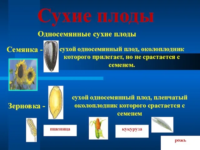 Сухие плоды Односемянные сухие плоды Семянка - сухой односемянный плод, околоплодник