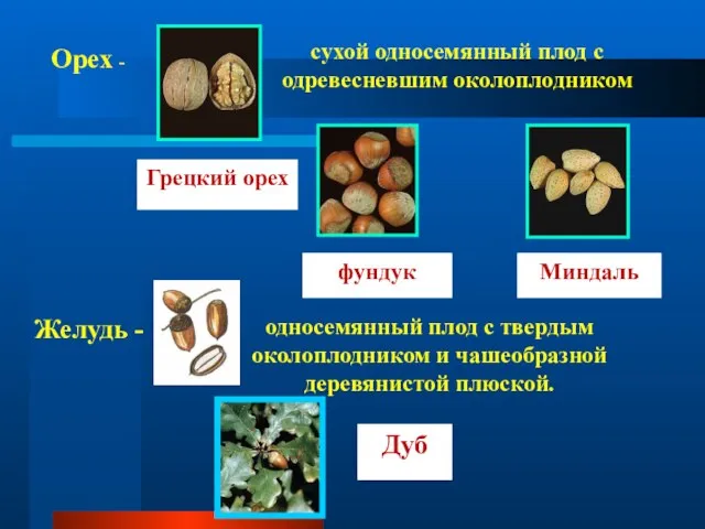 Орех - сухой односемянный плод с одревесневшим околоплодником Грецкий орех фундук