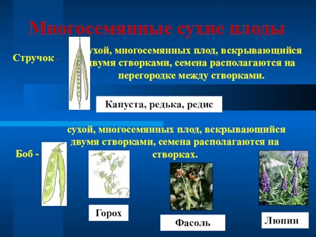 Многосемянные сухие плоды Стручок - сухой, многосемянных плод, вскрывающийся двумя створками,