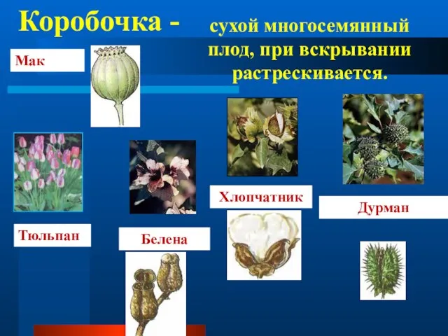 Коробочка - сухой многосемянный плод, при вскрывании растрескивается. Мак Тюльпан Белена Хлопчатник Дурман