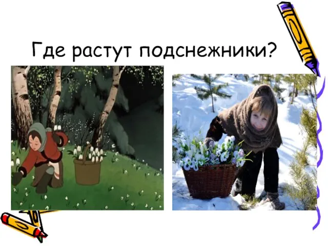 Где растут подснежники?