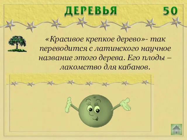 «Красивое крепкое дерево»- так переводится с латинского научное название этого дерева.