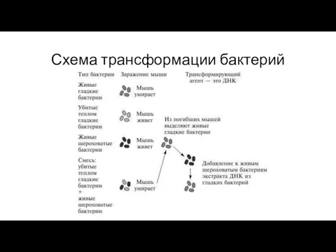 Схема трансформации бактерий