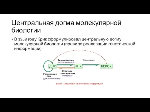 Центральная догма молекулярной биологии В 1958 году Крик сформулировал центральную догму