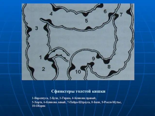 Сфинктеры толстой кишки 1-Варолиуса, 2-Бузи, 3-Гирша, 4-Кеннона правый, 5-Хорта, 6-Кеннона левый, 7-Пайра-Штрауса, 8-Бали, 9-Росси-Мутье, 10-Оберна