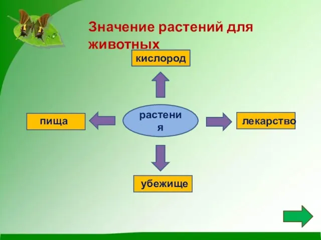 Значение растений для животных растения кислород лекарство убежище пища