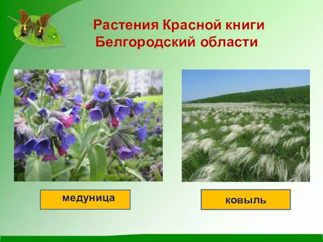 Растения Красной книги Белгородский области ковыль медуница