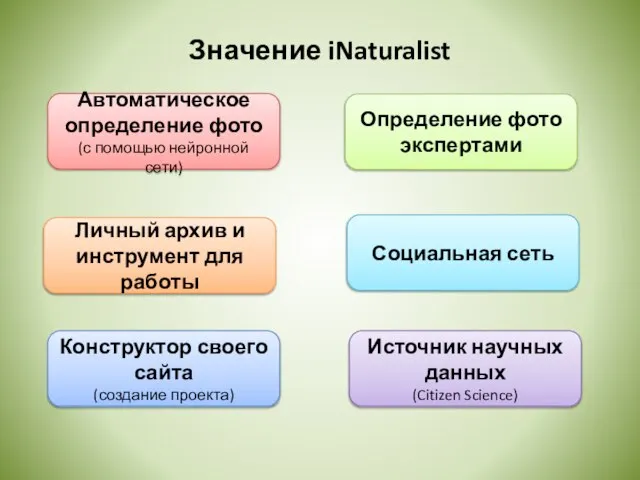 Значение iNaturalist Автоматическое определение фото (с помощью нейронной сети) Определение фото