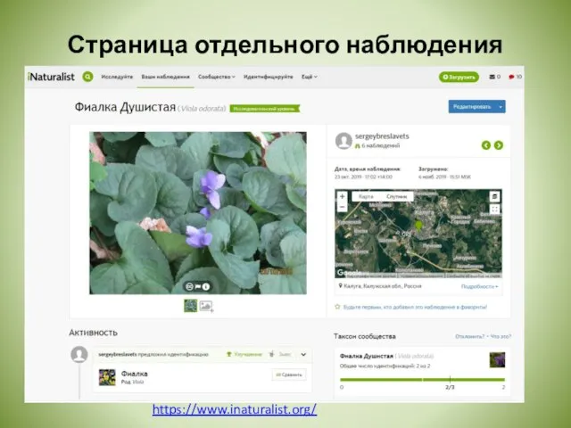 Страница отдельного наблюдения https://www.inaturalist.org/