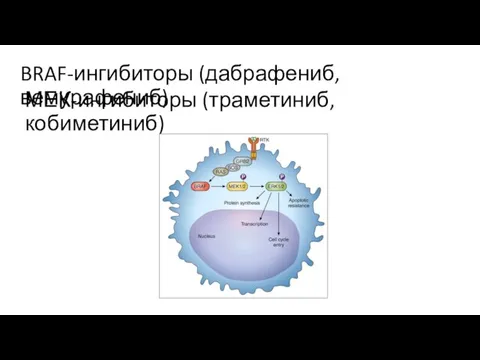 BRAF-ингибиторы (дабрафениб, вемурафениб) МЕК-ингибиторы (траметиниб, кобиметиниб)