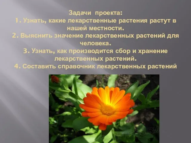 Задачи проекта: 1. Узнать, какие лекарственные растения растут в нашей местности.