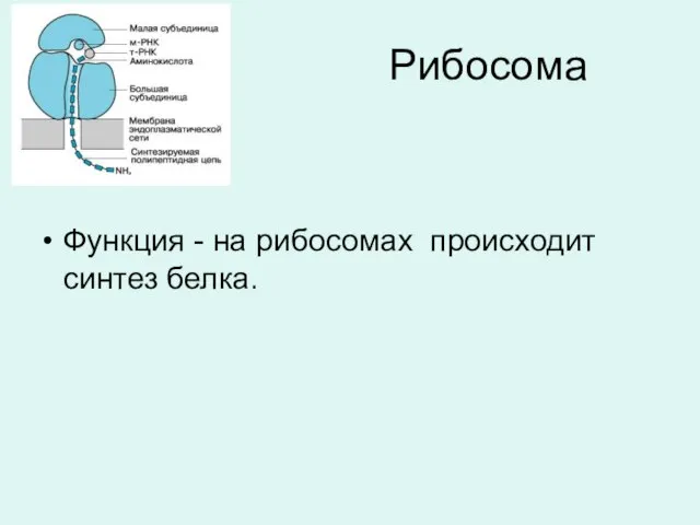 Рибосома Функция - на рибосомах происходит синтез белка.