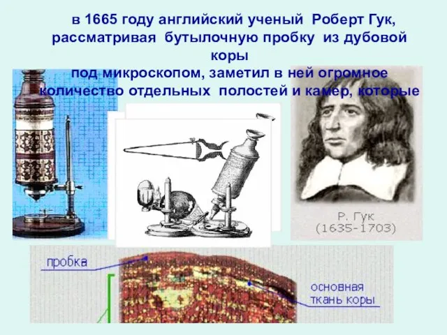 в 1665 году английский ученый Роберт Гук, рассматривая бутылочную пробку из