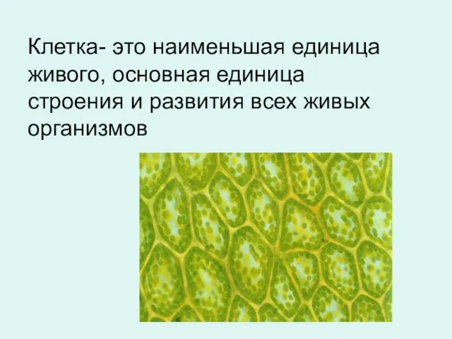 Клетка- это наименьшая единица живого, основная единица строения и развития всех живых организмов