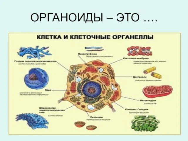 ОРГАНОИДЫ – ЭТО ….