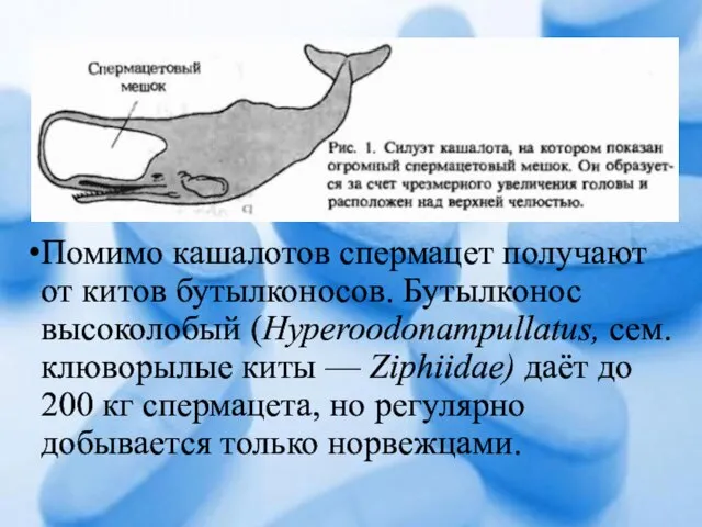 Помимо кашалотов спермацет получают от китов бутылконосов. Бутылконос высоколобый (Нуреroodonampullatus, сем.