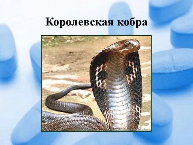 Королевская кобра