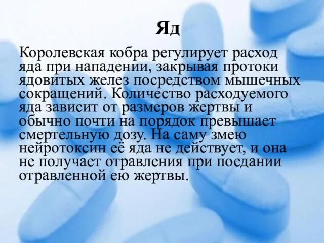 Королевская кобра регулирует расход яда при нападении, закрывая протоки ядовитых желез