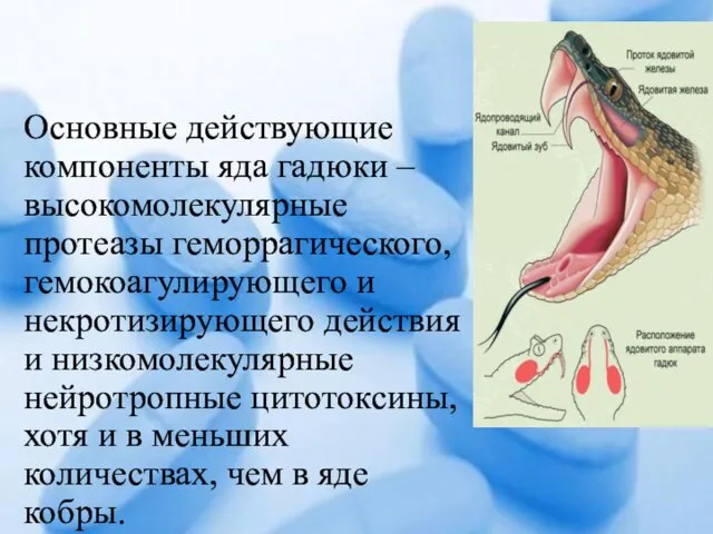 Основные действующие компоненты яда гадюки – высокомолекулярные протеазы геморрагического, гемокоагулирующего и