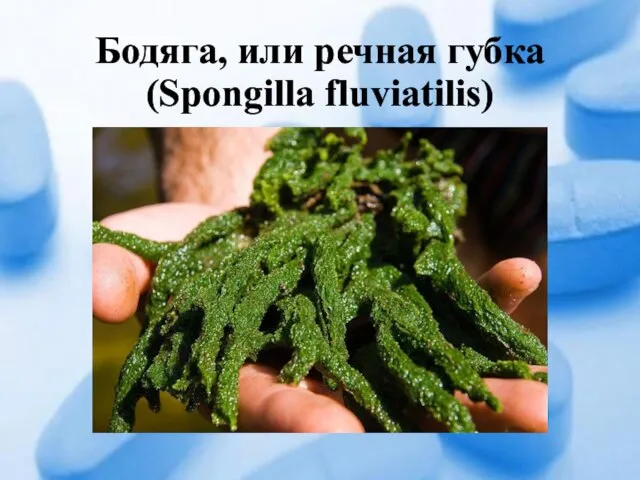 Бодяга, или речная губка (Spongilla fluviatilis)