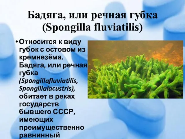 Бадяга, или речная губка (Spongilla fluviatilis) Относится к виду губок с