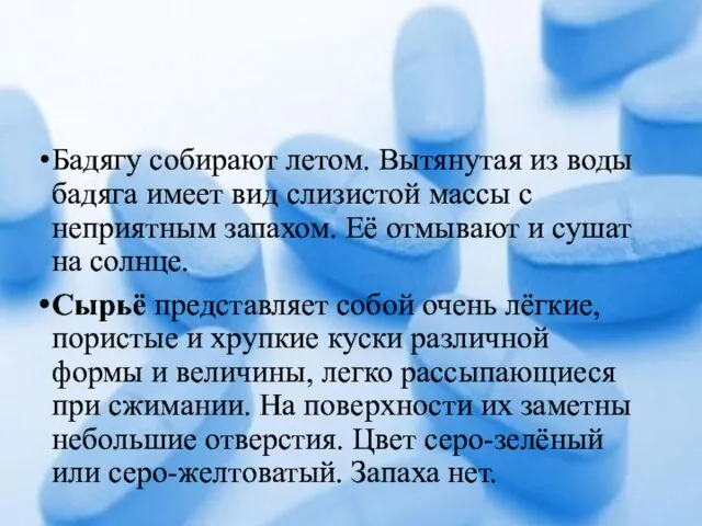 Бадягу собирают летом. Вытянутая из воды бадяга имеет вид слизистой массы