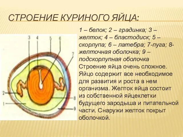 СТРОЕНИЕ КУРИНОГО ЯЙЦА: 1 – белок; 2 – градинка; 3 –