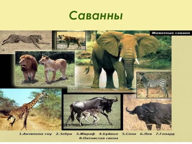 Саванны