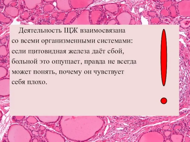 Деятельность ЩЖ взаимосвязана со всеми организменными системами: если щитовидная железа даёт