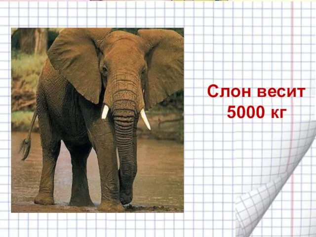 Слон весит 5000 кг