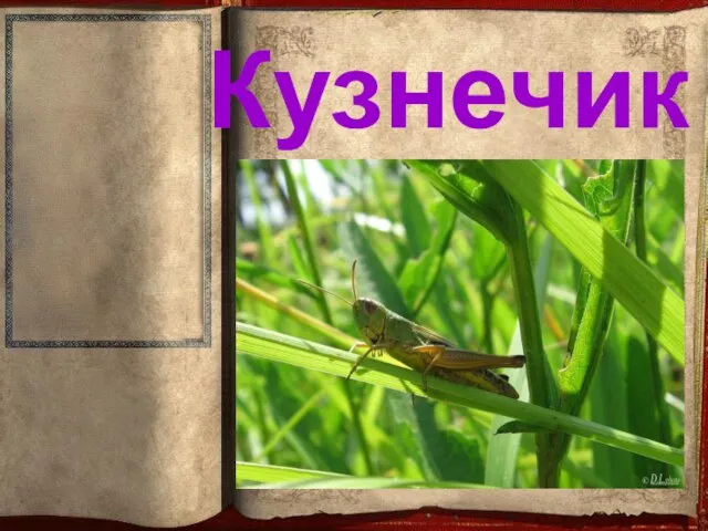 Кузнечик