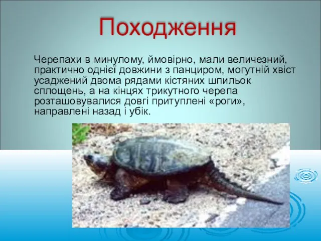 Черепахи в минулому, ймовірно, мали величезний, практично однієї довжини з панциром,