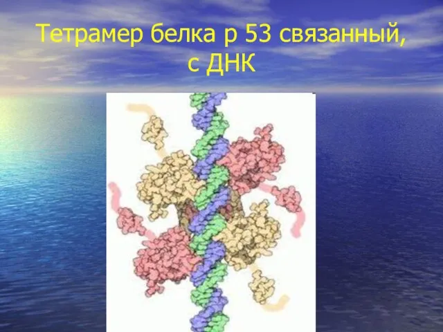 Тетрамер белка p 53 связанный, с ДНК