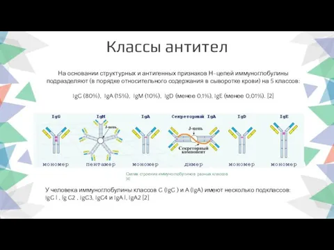 Классы антител Схема строения иммуноглобулинов разных классов [4] У человека иммуноглобулины