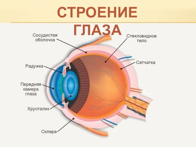 СТРОЕНИЕ ГЛАЗА