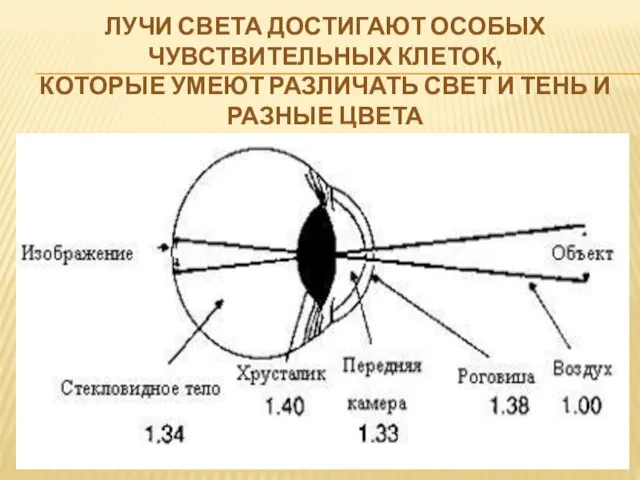 ЛУЧИ СВЕТА ДОСТИГАЮТ ОСОБЫХ ЧУВСТВИТЕЛЬНЫХ КЛЕТОК, КОТОРЫЕ УМЕЮТ РАЗЛИЧАТЬ СВЕТ И ТЕНЬ И РАЗНЫЕ ЦВЕТА