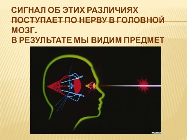 СИГНАЛ ОБ ЭТИХ РАЗЛИЧИЯХ ПОСТУПАЕТ ПО НЕРВУ В ГОЛОВНОЙ МОЗГ. В РЕЗУЛЬТАТЕ МЫ ВИДИМ ПРЕДМЕТ