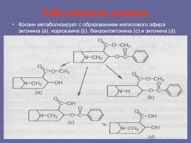 9.Метаболизм кокаина Кокаин метаболизирует с образованием метилового эфира экгонина (а), норкокаина