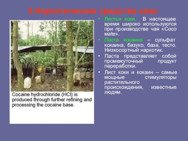 3.Наркотические средства коки Листья коки. В настоящее время широко используются при