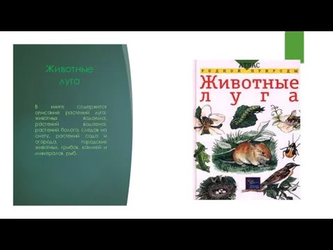 Животные луга В книге содержится описание растений луга, животных водоема, растений