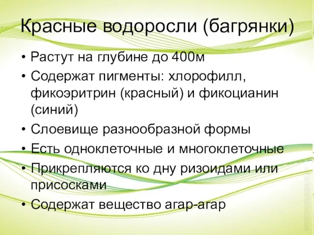 Красные водоросли (багрянки) Растут на глубине до 400м Содержат пигменты: хлорофилл,