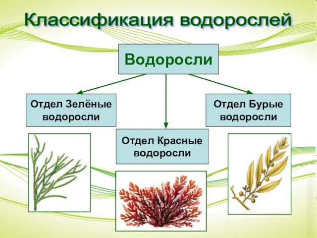 Классификация водорослей Водоросли Отдел Бурые водоросли Отдел Красные водоросли Отдел Зелёные водоросли