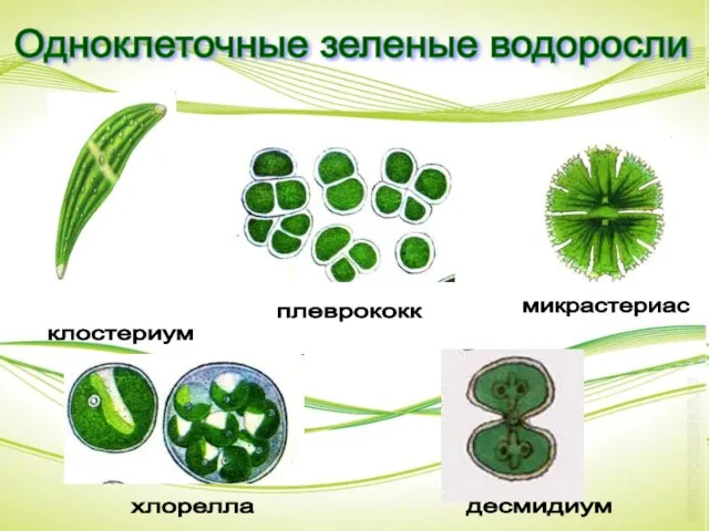 Одноклеточные зеленые водоросли клостериум плеврококк микрастериас хлорелла десмидиум