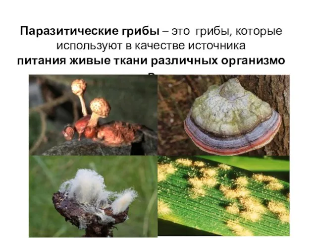 Паразитические грибы – это грибы, которые используют в качестве источника питания живые ткани различных организмов
