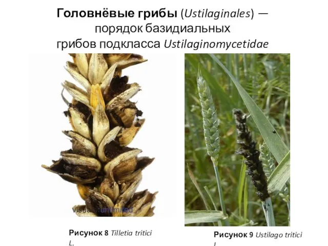 Головнёвые грибы (Ustilaginales) — порядок базидиальных грибов подкласса Ustilaginomycetidae Рисунок 8