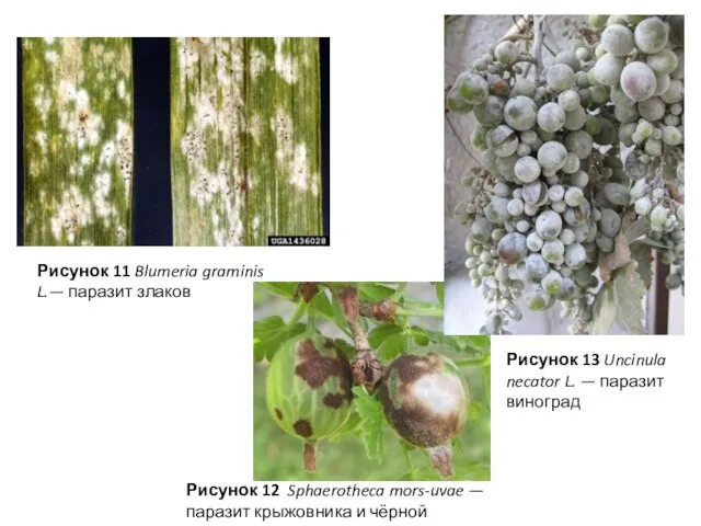 Рисунок 13 Uncinula necator L. — паразит виноград Рисунок 11 Blumeria