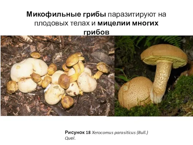 Микофильные грибы паразитируют на плодовых телах и мицелии многих грибов Рисунок 18 Xerocomus parasiticus (Bull.) Quеl.