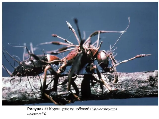 Рисунок 23 Кордицепс однобокий (Ophiocordyceps unilateralis)