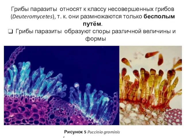 Грибы паразиты относят к классу несовершенных грибов (Deuteromycetes), т. к. они